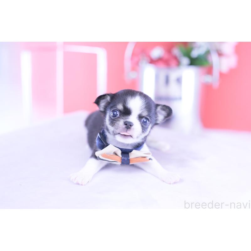 販売中の愛知県のチワワ(スムースコート)-432086の4枚目