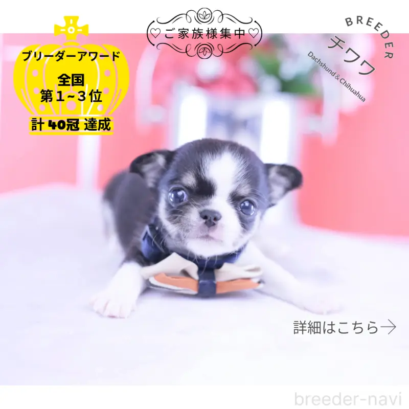 販売中の愛知県のチワワ(スムースコート)-432086