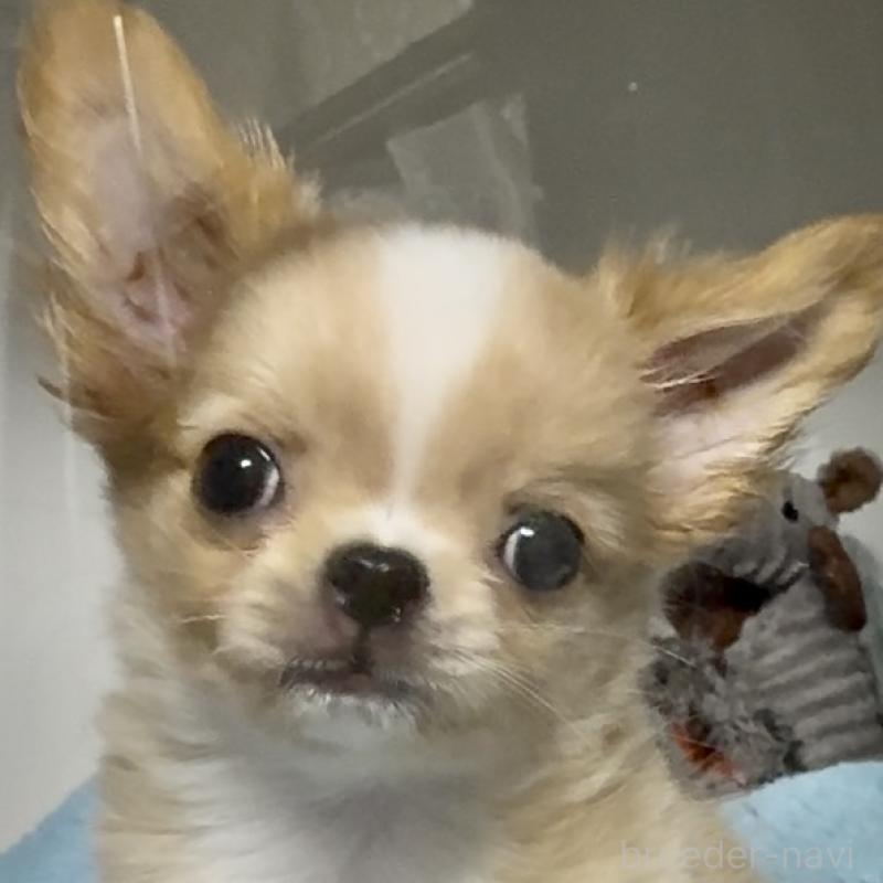 販売中の東京都のチワワ(ロングコート)-423973