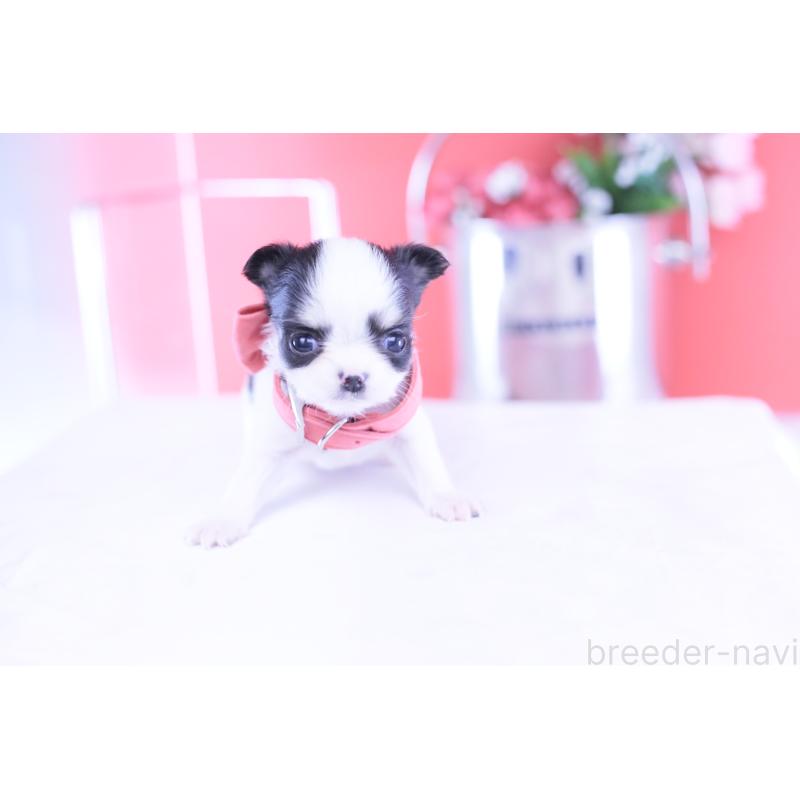 販売中の愛知県のチワワ(ロングコート)-432087の9枚目