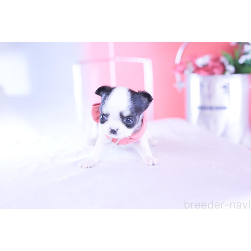 販売中の愛知県のチワワ(ロングコート)-432087の8枚目