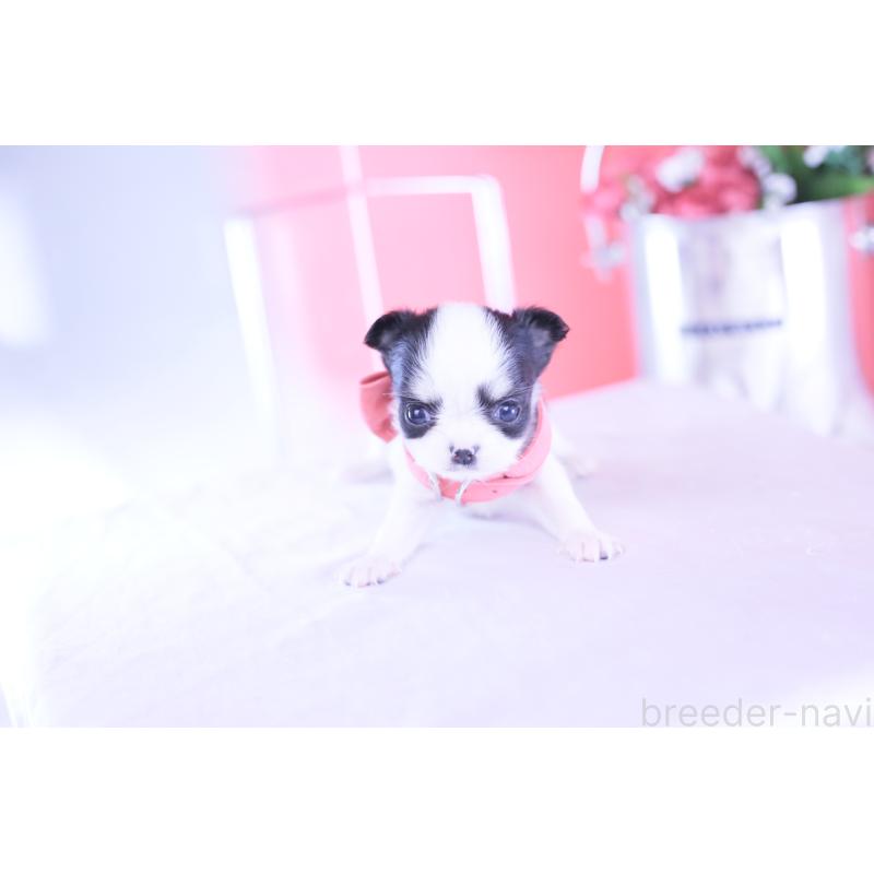 販売中の愛知県のチワワ(ロングコート)-432087の7枚目