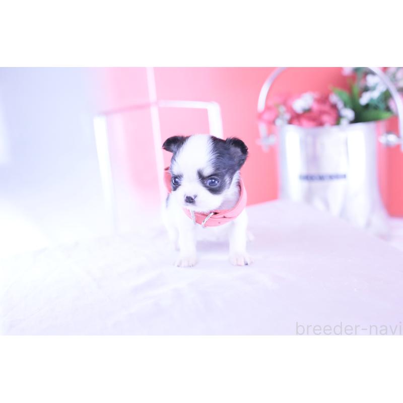 販売中の愛知県のチワワ(ロングコート)-432087の6枚目