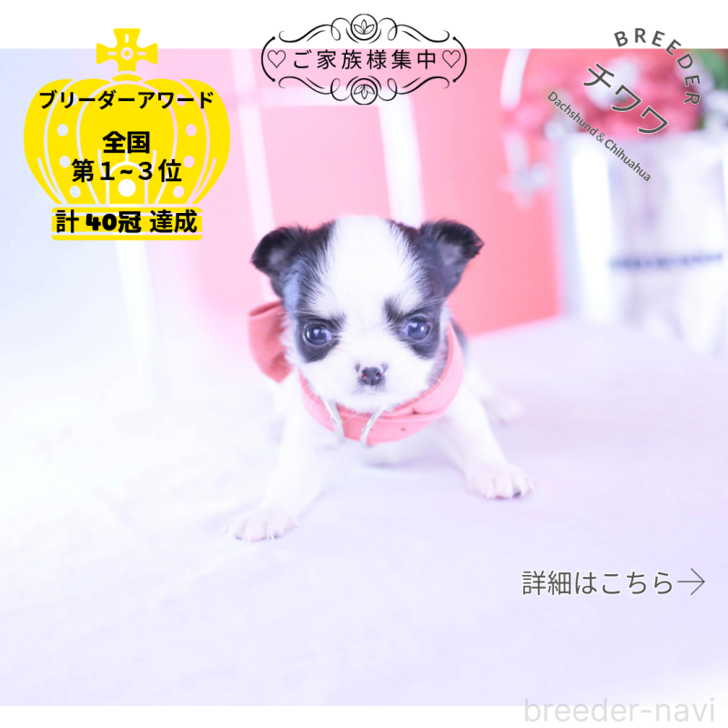 販売中の愛知県のチワワ(ロングコート)-432087