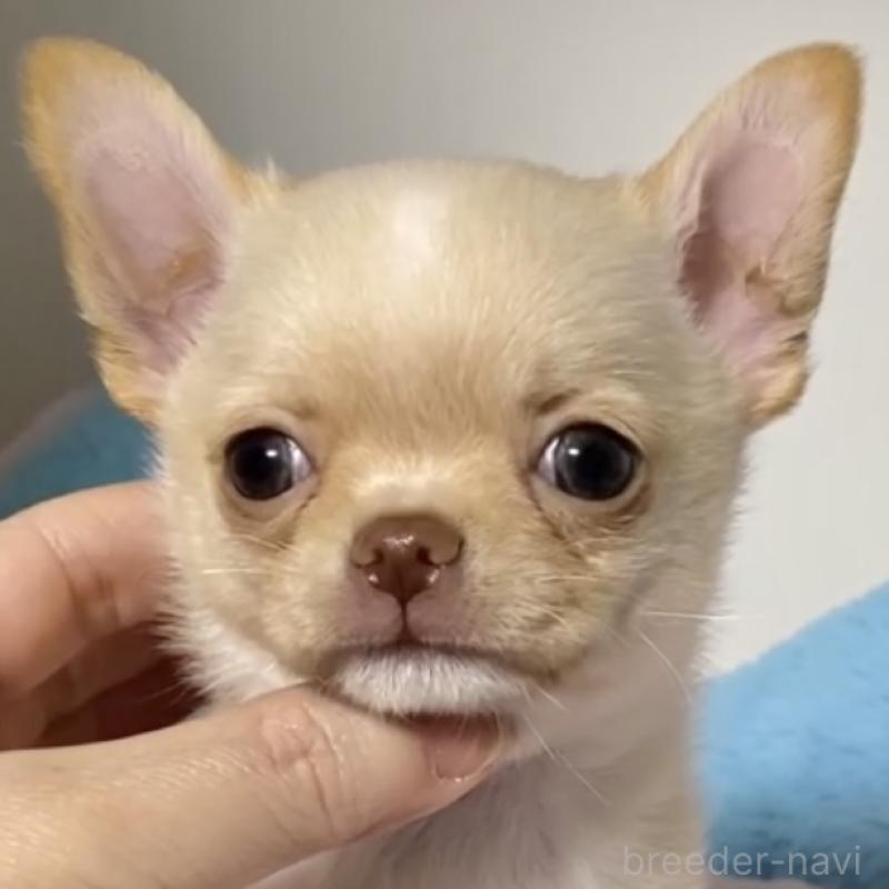 販売中の東京都のチワワ(ロングコート)-430993