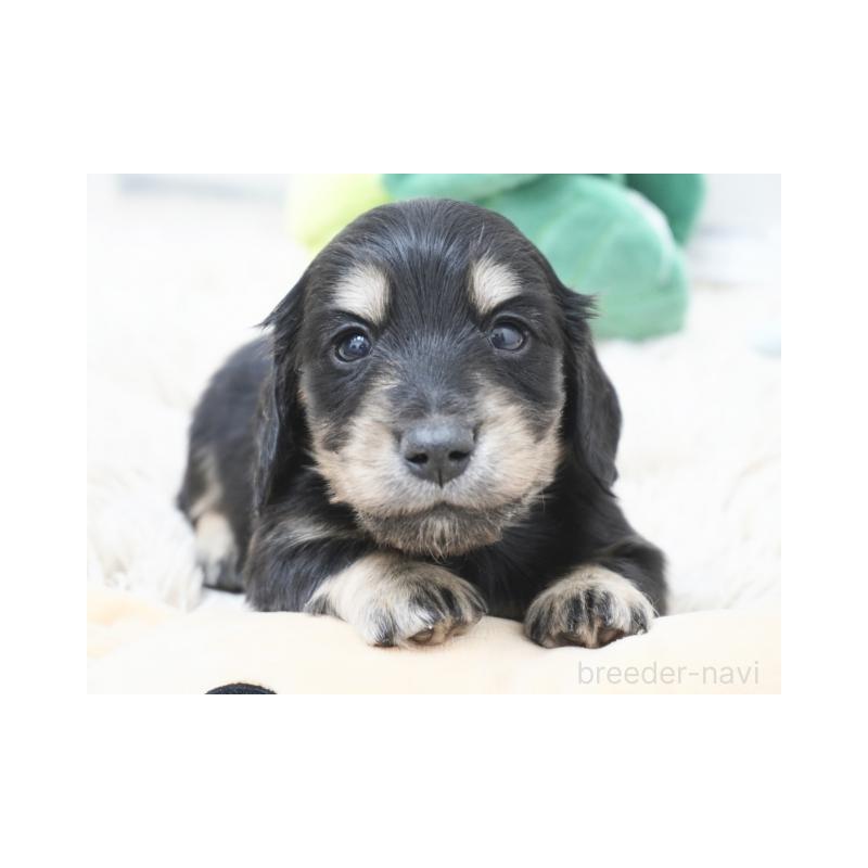 販売中の兵庫県のカニンヘンダックスフンド(ロングヘアード)-432088の1枚目