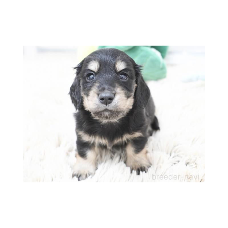 販売中の兵庫県のカニンヘンダックスフンド(ロングヘアード)-432088の2枚目