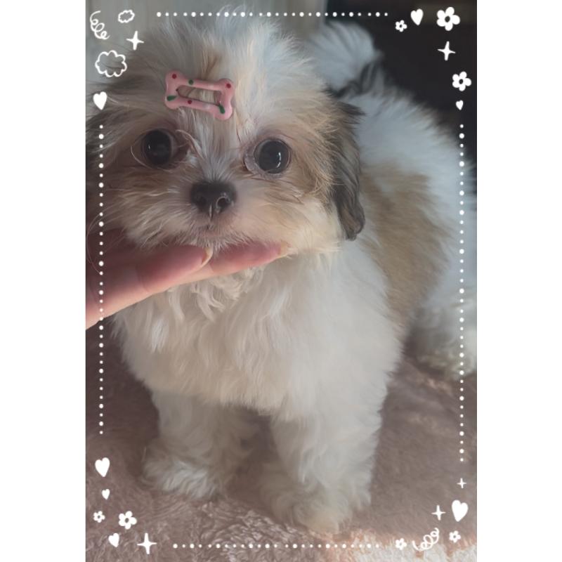 販売中の東京都のチワズー:チワワ×シーズー-423655の11枚目