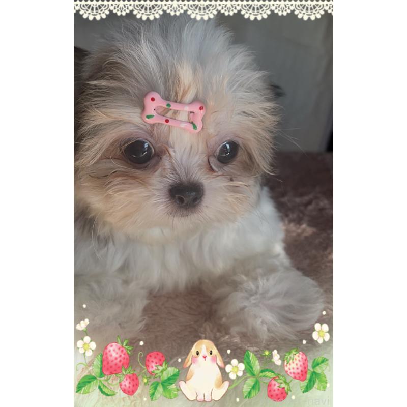 販売中の東京都のチワズー:チワワ×シーズー-423655の9枚目
