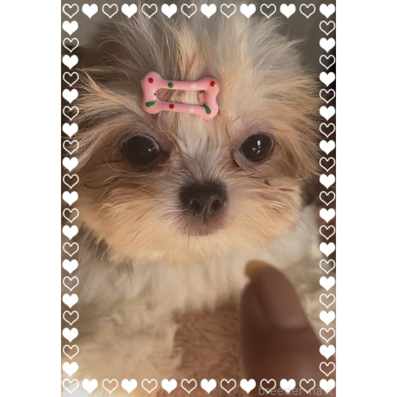 販売中の東京都のチワズー:チワワ×シーズー-423655