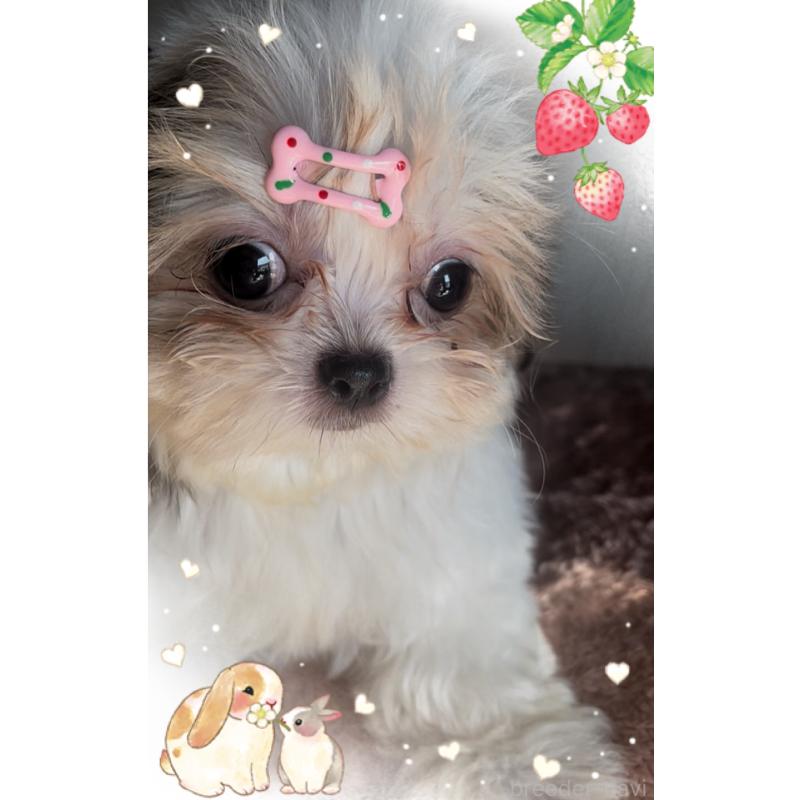 販売中の東京都のチワズー:チワワ×シーズー-423655の8枚目