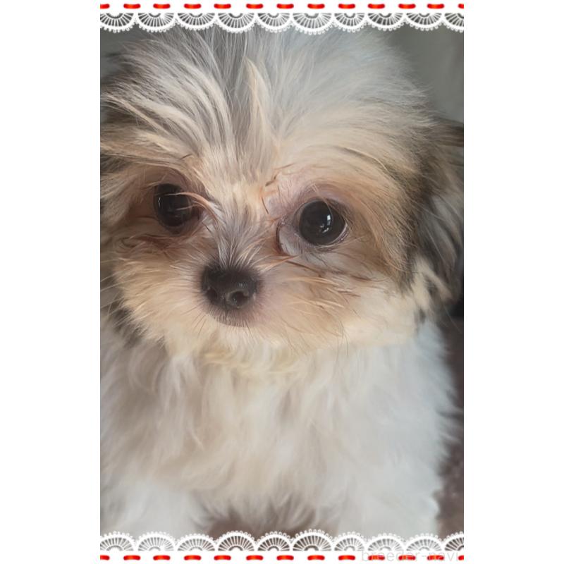 販売中の東京都のチワズー:チワワ×シーズー-423655の5枚目