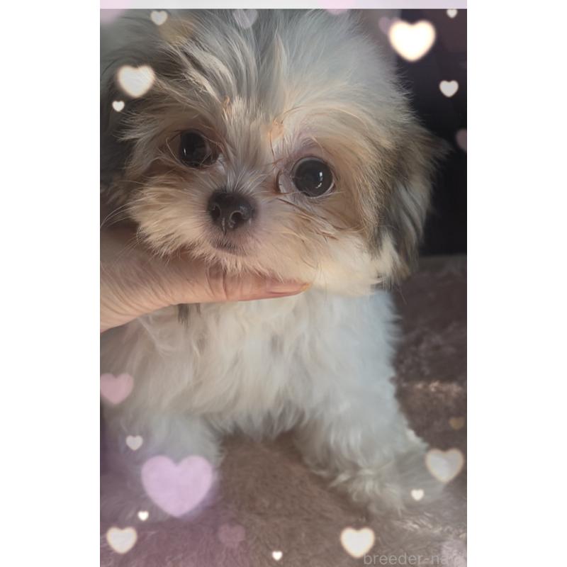 販売中の東京都のチワズー:チワワ×シーズー-423655の4枚目