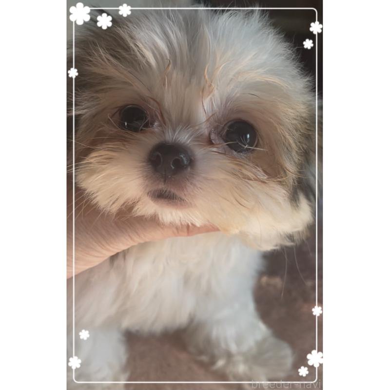 販売中の東京都のチワズー:チワワ×シーズー-423655の3枚目