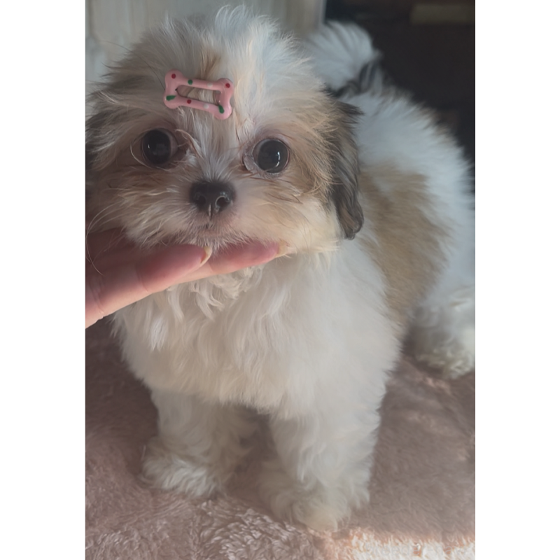 販売中の東京都のチワズー:チワワ×シーズー-423655の2枚目