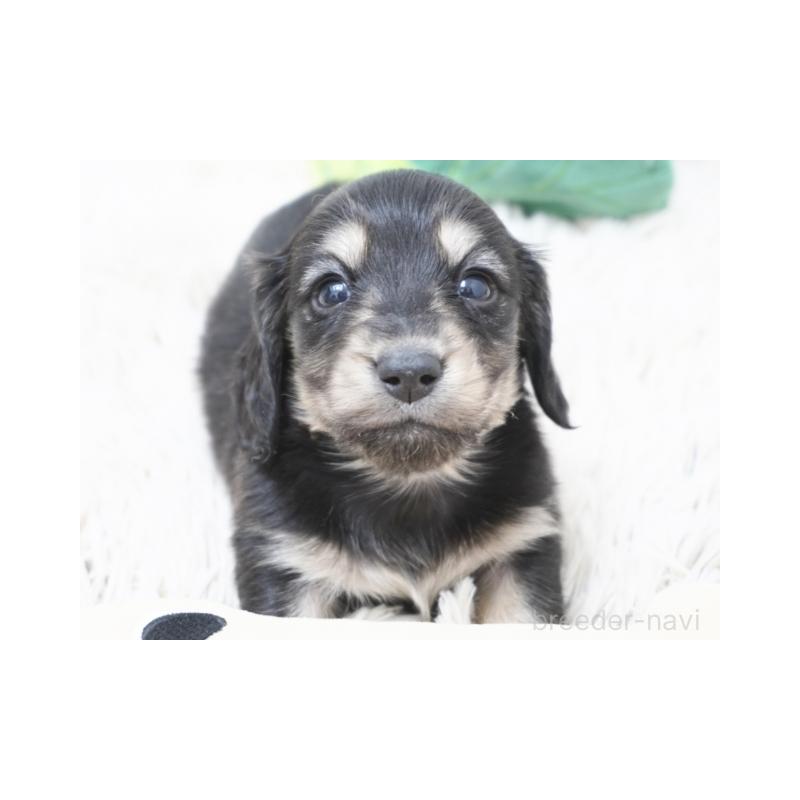 販売中の兵庫県のカニンヘンダックスフンド(ロングヘアード)-432089