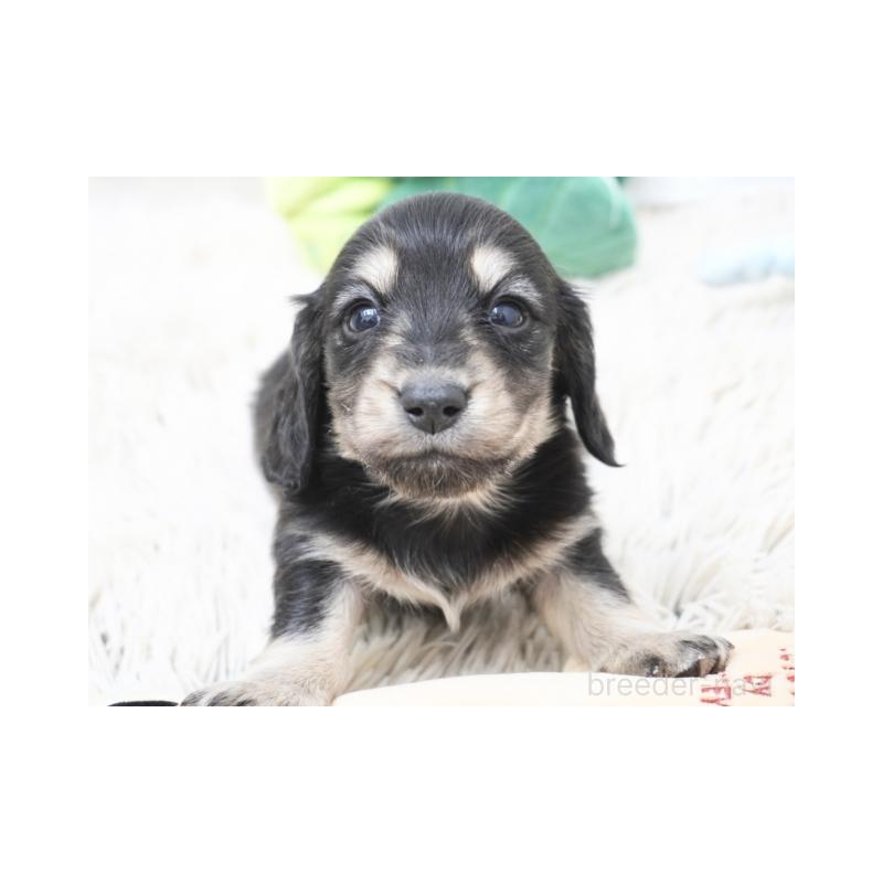 販売中の兵庫県のカニンヘンダックスフンド(ロングヘアード)-432089の2枚目