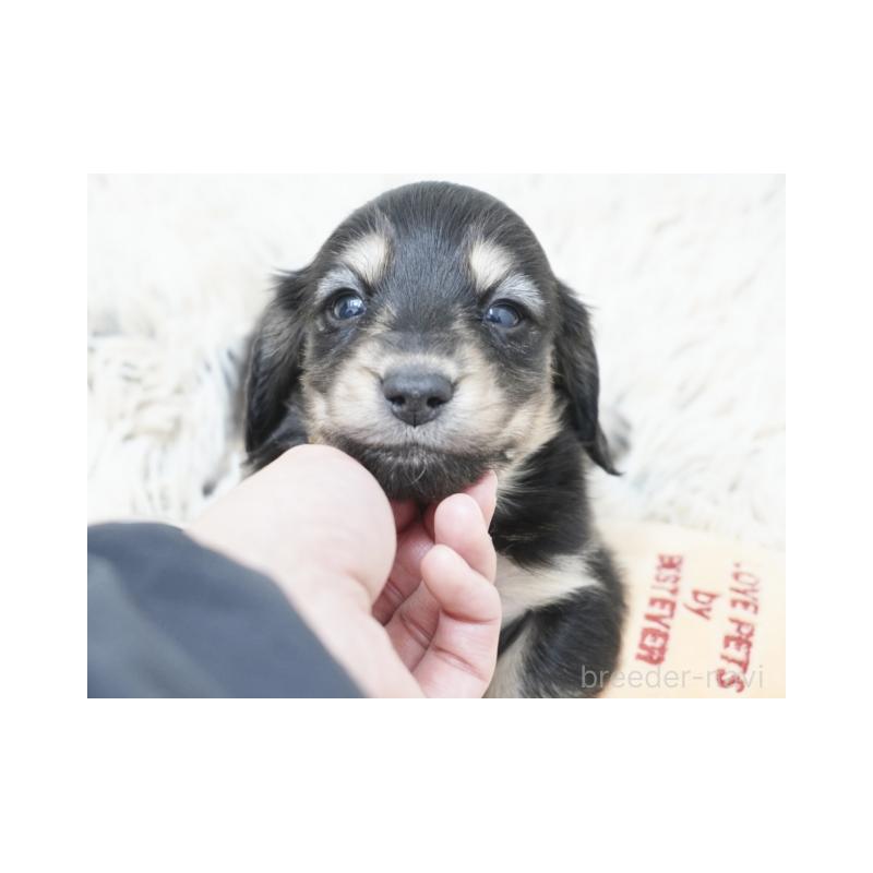 販売中の兵庫県のカニンヘンダックスフンド(ロングヘアード)-432089の3枚目