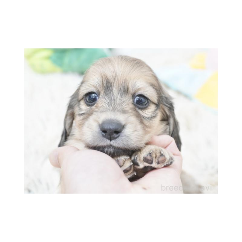 販売中の兵庫県のカニンヘンダックスフンド(ロングヘアード)-432090