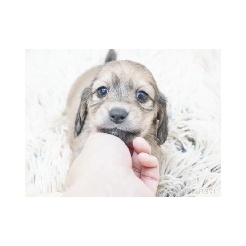 販売中の兵庫県のカニンヘンダックスフンド(ロングヘアード)-432090の3枚目