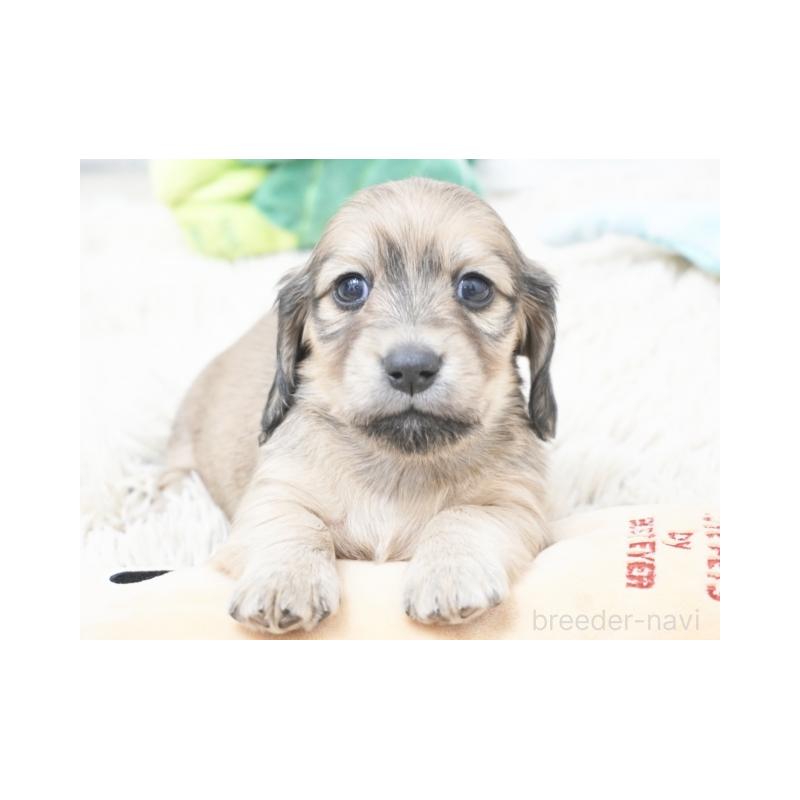 販売中の兵庫県のカニンヘンダックスフンド(ロングヘアード)-432090の2枚目