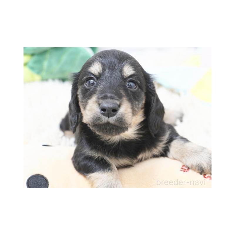 販売中の兵庫県のカニンヘンダックスフンド(ロングヘアード)-432092