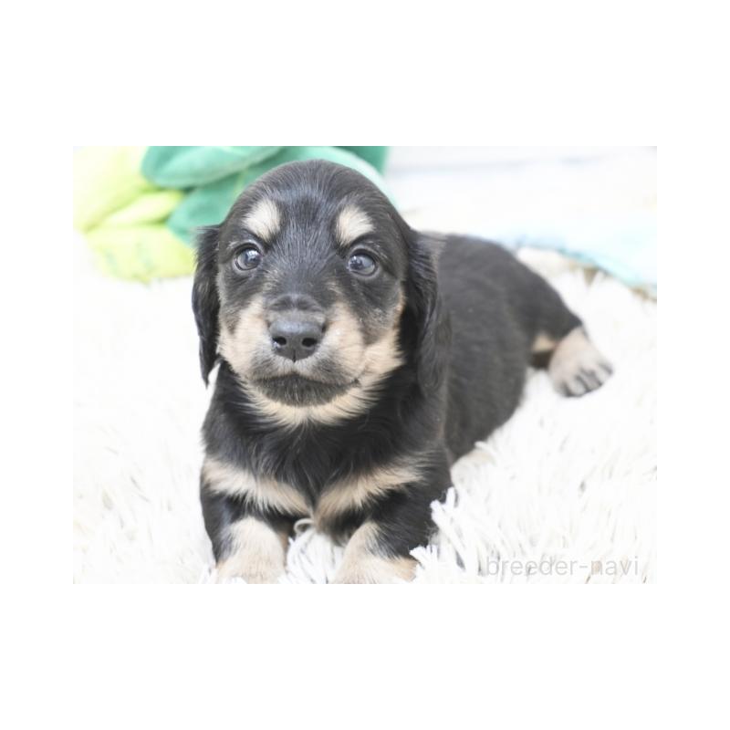 販売中の兵庫県のカニンヘンダックスフンド(ロングヘアード)-432092の2枚目