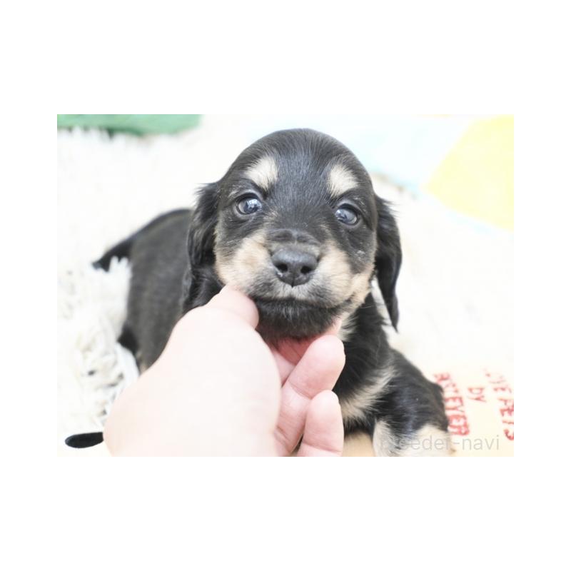 販売中の兵庫県のカニンヘンダックスフンド(ロングヘアード)-432092の3枚目