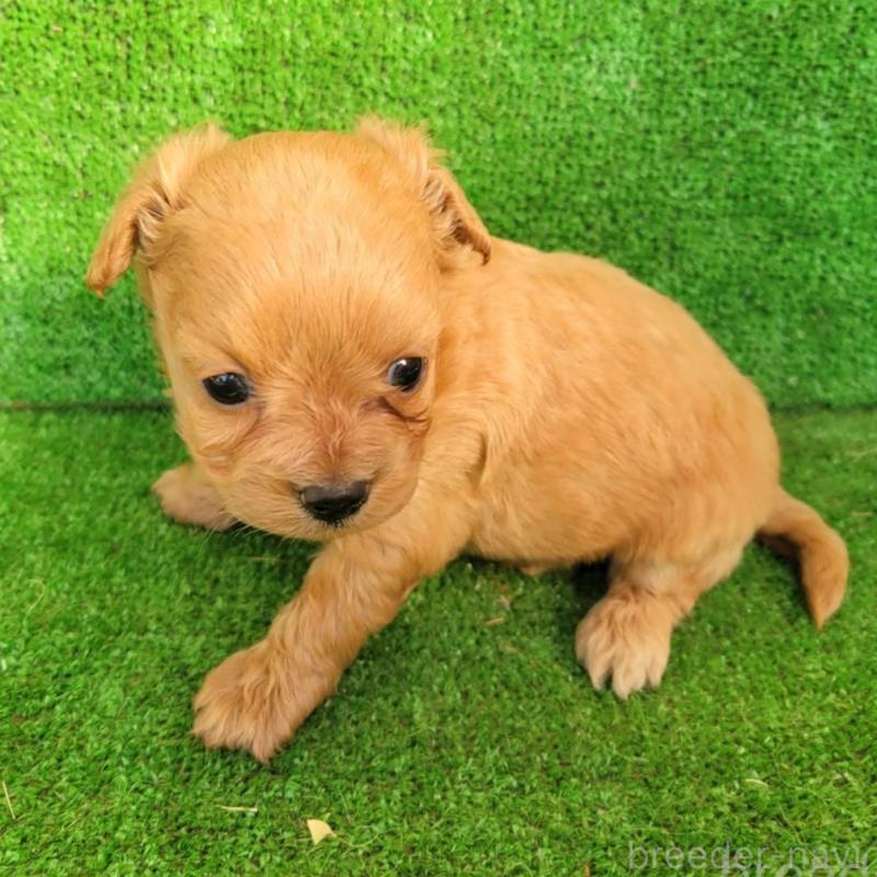 販売中の福岡県のチワプー:チワワ×トイプードル-432093の3枚目