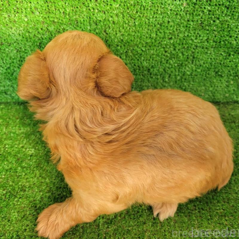 販売中の福岡県のチワプー:チワワ×トイプードル-432093の2枚目