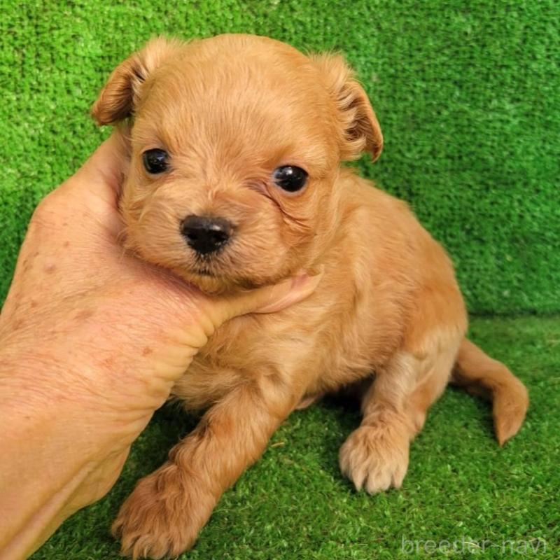 販売中の福岡県のチワプー:チワワ×トイプードル-432093の1枚目