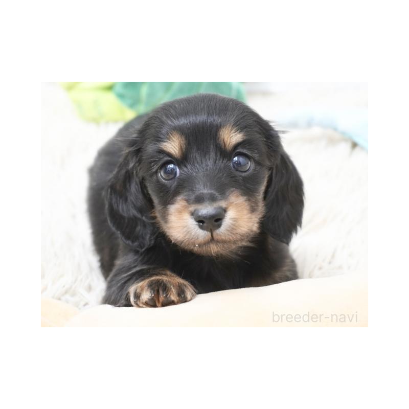 販売中の兵庫県のカニンヘンダックスフンド(ロングヘアード)-432094の1枚目