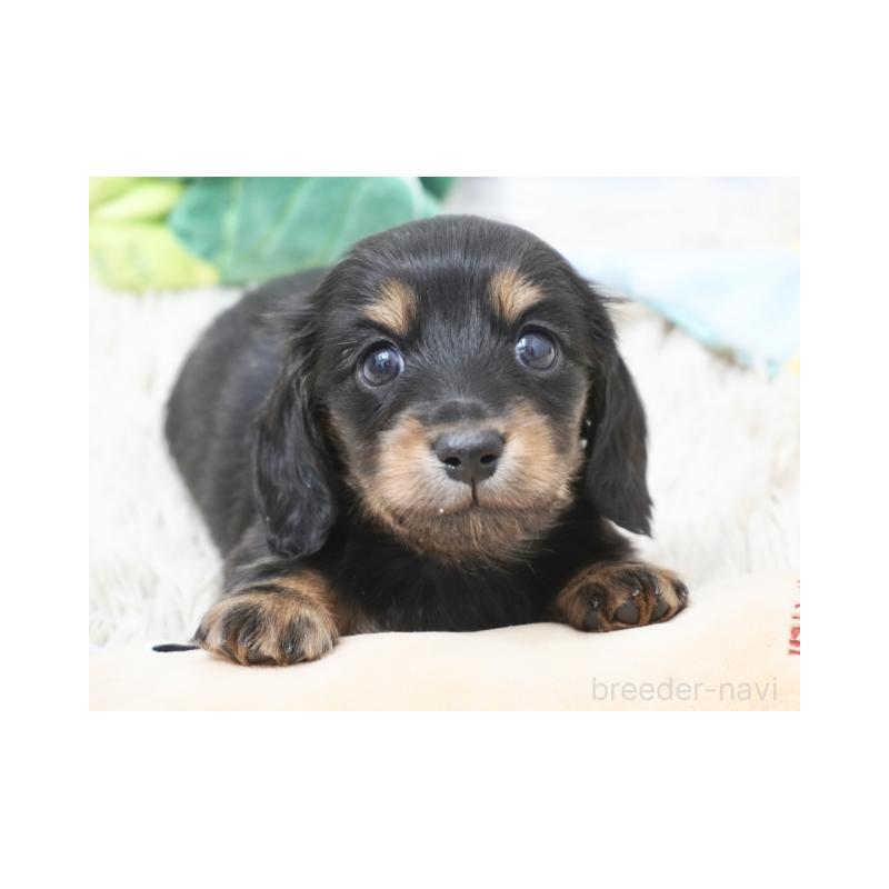 販売中の兵庫県のカニンヘンダックスフンド(ロングヘアード)-432094の3枚目