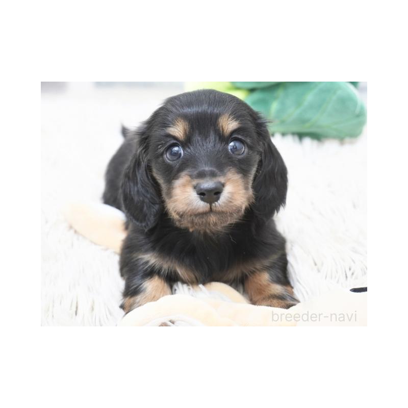 販売中の兵庫県のカニンヘンダックスフンド(ロングヘアード)-432094の4枚目