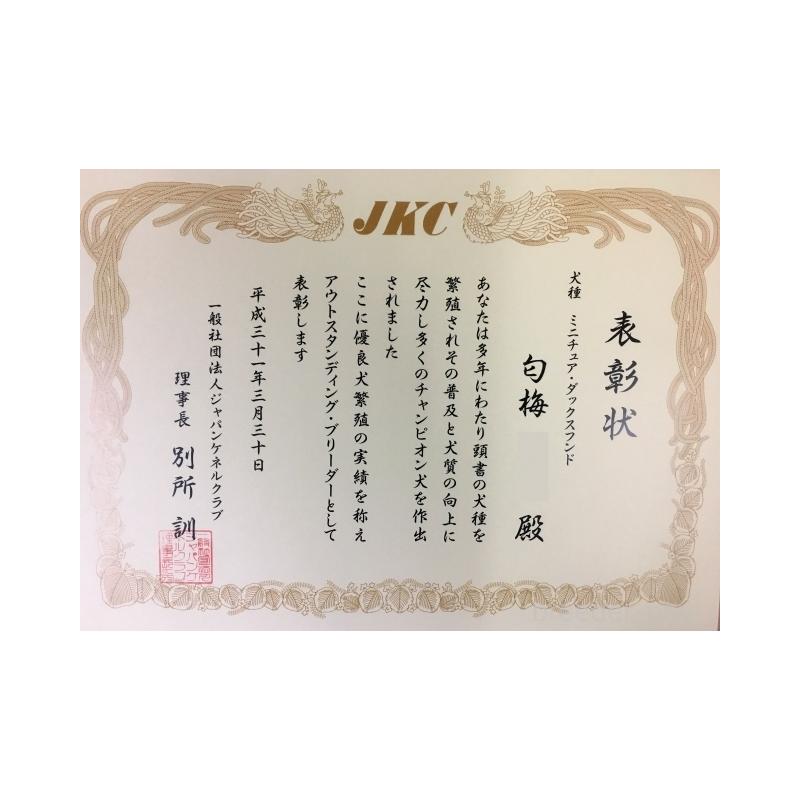 販売中の兵庫県のカニンヘンダックスフンド(ロングヘアード)-432094の2枚目