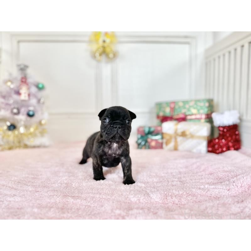 販売中の京都府のフレンチブルドッグ-432096の7枚目