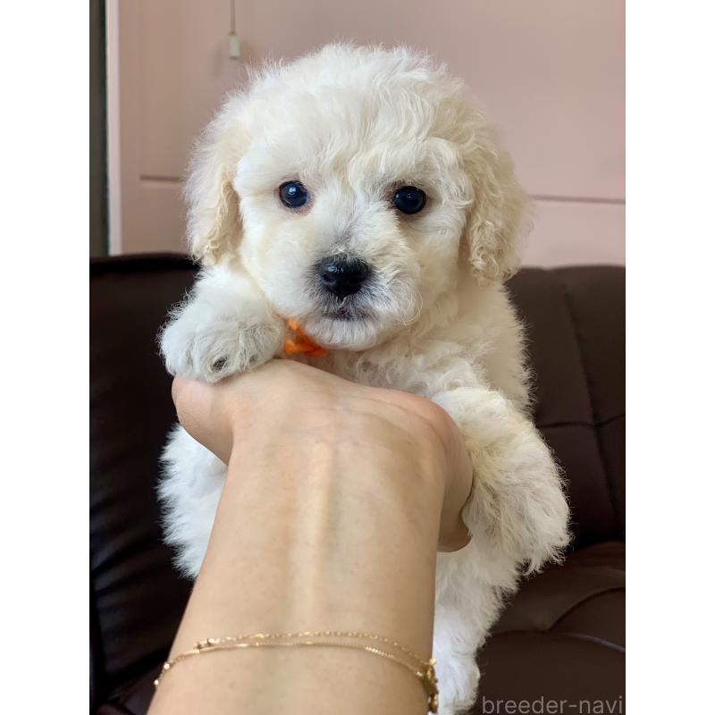 販売中の滋賀県のビションプー:ビションフリーゼ×トイプードル-432095の4枚目