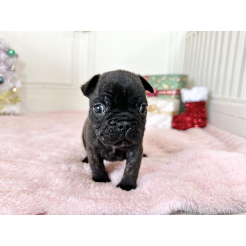 販売中の京都府のフレンチブルドッグ-432096の6枚目