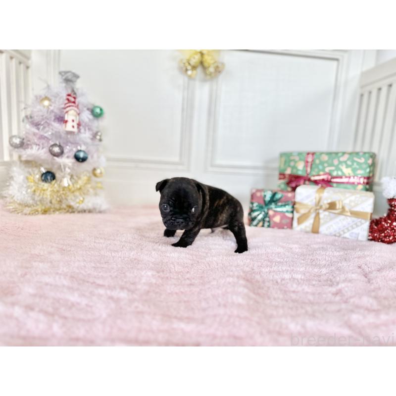 販売中の京都府のフレンチブルドッグ-432096の5枚目