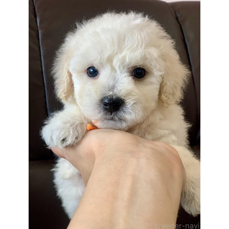 販売中の滋賀県のビションプー:ビションフリーゼ×トイプードル-432095の3枚目