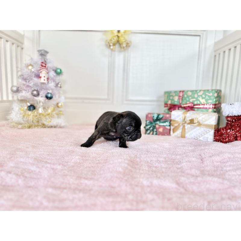 販売中の京都府のフレンチブルドッグ-432096の4枚目