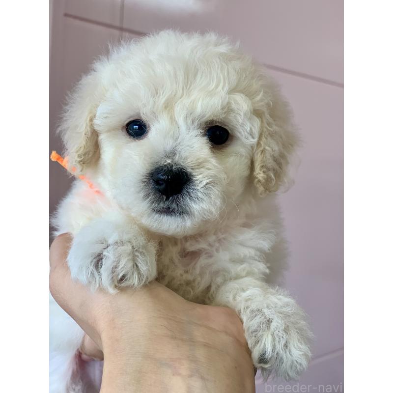 販売中の滋賀県のビションプー:ビションフリーゼ×トイプードル-432095の2枚目