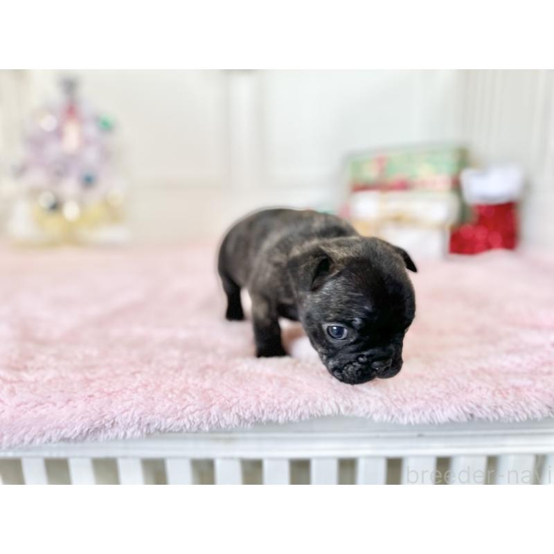 販売中の京都府のフレンチブルドッグ-432096の3枚目