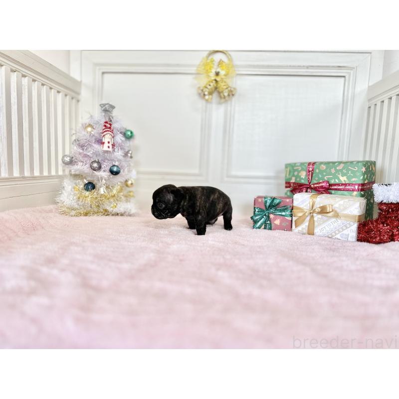 販売中の京都府のフレンチブルドッグ-432096の2枚目