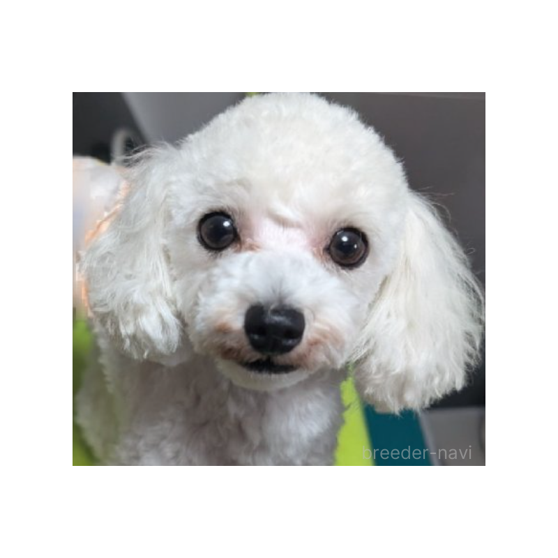 ゆきまるくん1枚目