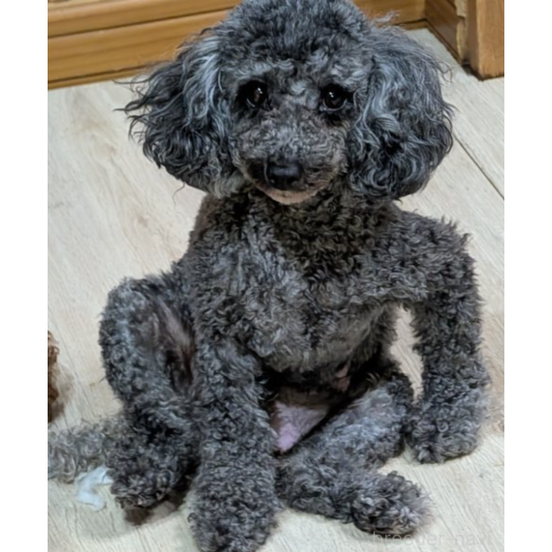 ブラウニーちゃん1枚目