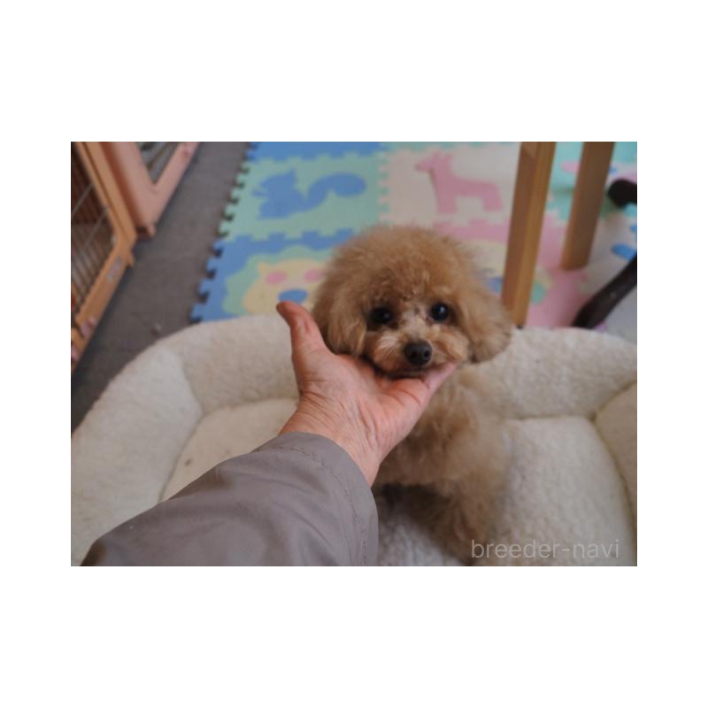 販売中の奈良県のトイプードル-432097の1枚目