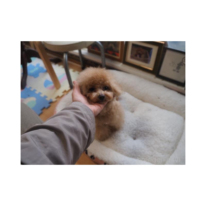 販売中の奈良県のトイプードル-432097の4枚目