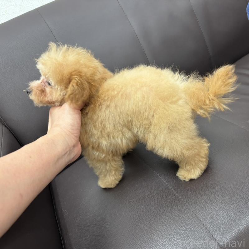 販売中の神奈川県のティーカッププードル-432098の7枚目