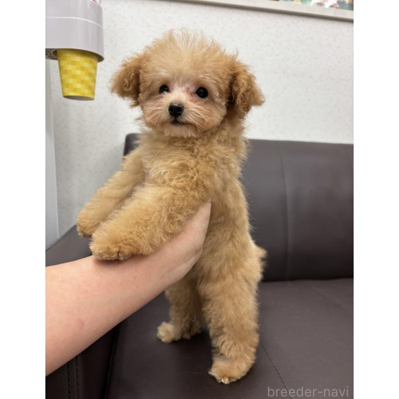 販売中の神奈川県のティーカッププードル-432098の6枚目